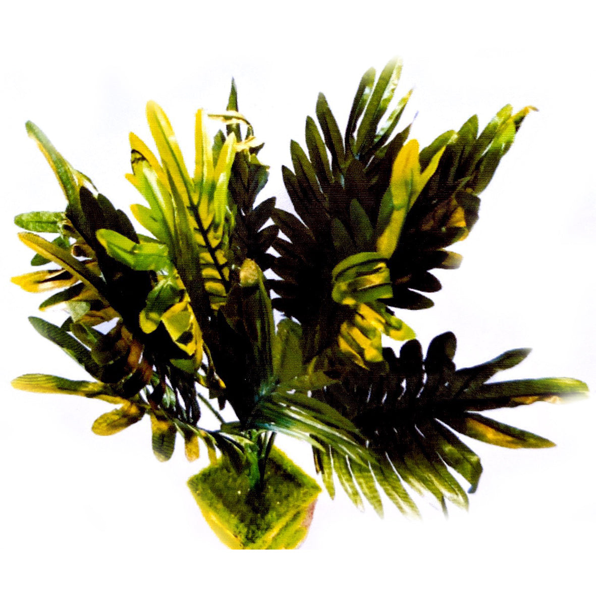Helecho Palmera X 12
