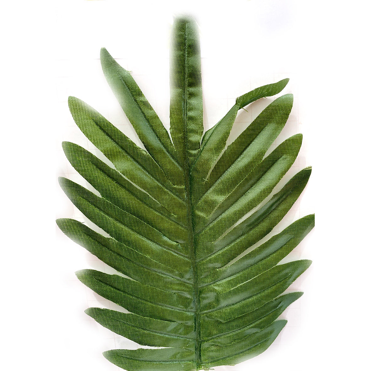 Helecho Palmera X 12