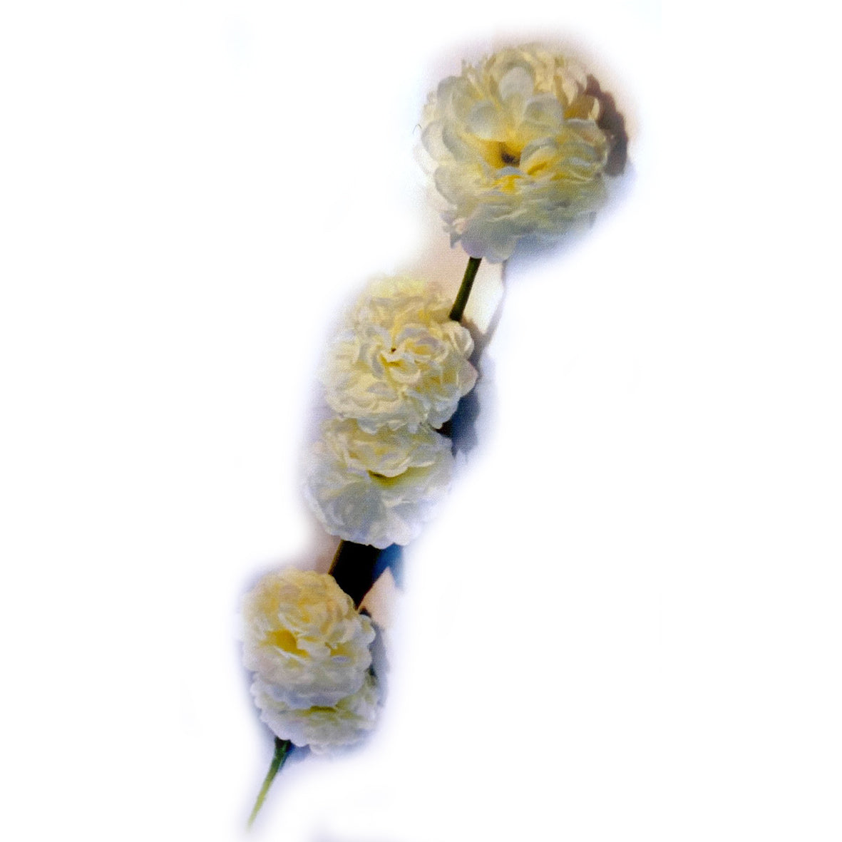 Vara Pompom X 5