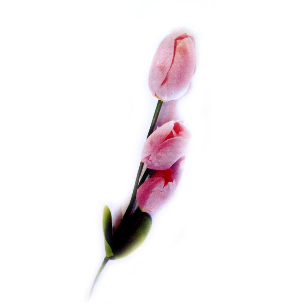 Vara Tulipan X3
