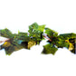Enredadera Hoja Doble 2.5 Mts