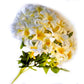 Ramo Flor X 25